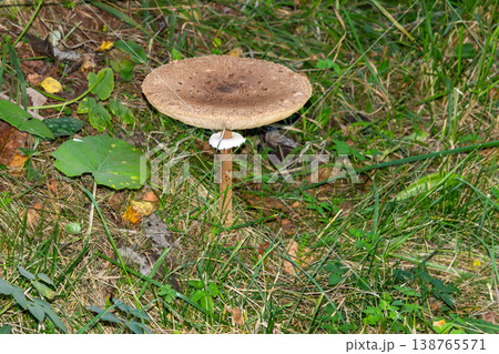 Close-up of a parasol mushroom in the forest of Carinthia. Close-up of a parasol mushroom in the forest of Carinthia. 138765571