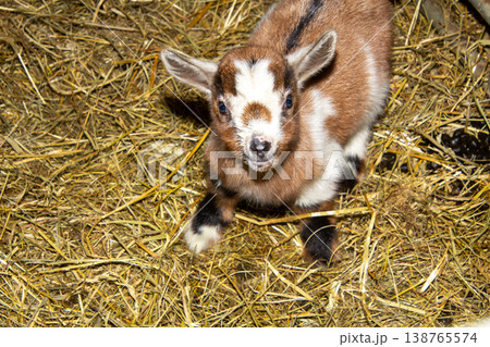 Newborn goat in the hay in the barn in Carinthia, Austria. White and brown. 138765574