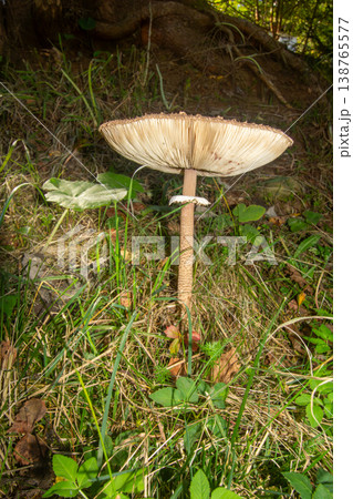Close-up of a parasol mushroom in the forest of Carinthia. Close-up of a parasol mushroom in the forest of Carinthia. 138765577