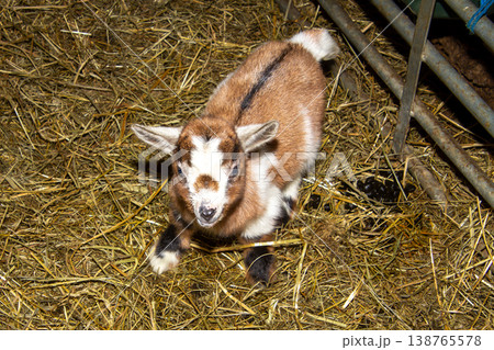 Newborn goat in the hay in the barn in Carinthia, Austria. White and brown. Newborn goat in the hay in the barn in Carinthia, Austria. White and brown. 138765578