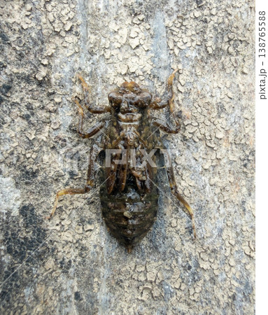 ミヤマサナエ　ヤゴ 138765588