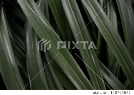 Green tropical leaves pattern background dense foliage texture natural jungle plant abstract botanical backdrop 138765675
