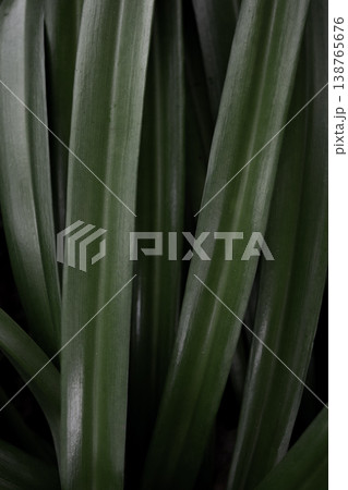 Vertical tropical leaf texture green plant lines natural botanical background minimal abstract pattern copy space 138765676