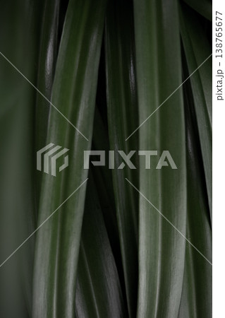 Green tropical leaves vertical pattern natural plant texture abstract botanical background minimal design copy space 138765677
