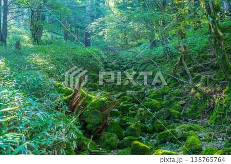大台ヶ原で見た苔むした岩と新緑の深い森 木漏れ日が差し込む神秘的な自然風景 138765764