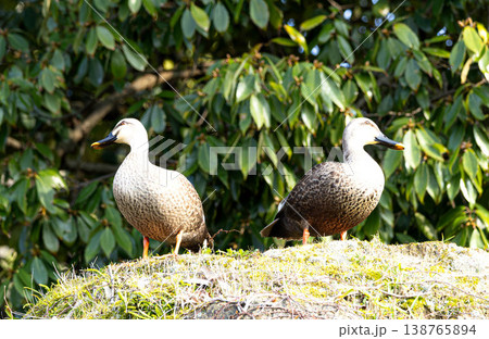 春の水辺でお互い違う方向を向いているカルガモの夫婦 春の水辺でお互い違う方向を向いているカルガモの夫婦 138765894