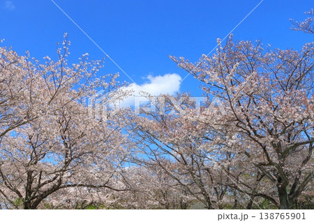 満開の桜並木(春イメージ) 満開の桜並木(春イメージ) 138765901