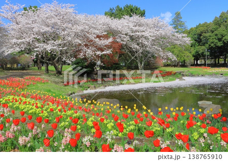 春爛漫の別府公園(春イメージ) 春爛漫の別府公園(春イメージ) 138765910