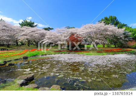 春爛漫の別府公園（春イメージ） 138765914