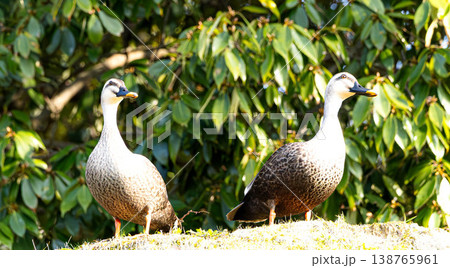 春の水辺で仲良く同じ方向を向いているカルガモの夫婦 138765961