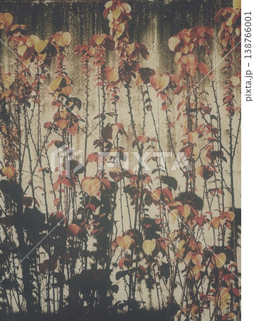 コンクリート壁と秋色植物の背景素材 138766001