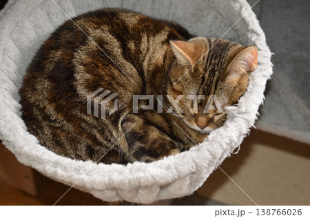 アンモニャイトな猫 138766026