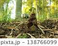たけのこ 138766099