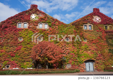 秋の紅葉したツタの壁面 秋の紅葉したツタの壁面 138766123