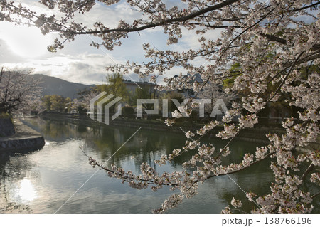 京の春　岡崎エリア疏水と満開の桜1 138766196