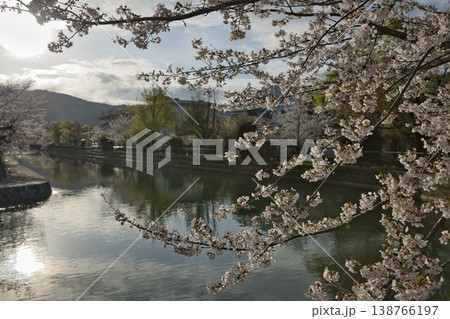 京の春　岡崎エリア疏水と満開の桜2 138766197