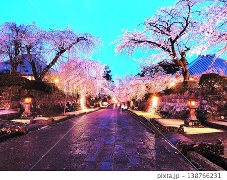 静岡県　大石寺　ライトアップされた満開の枝垂れ桜の参道　3月 138766231