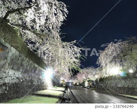 静岡県 大石寺 雨上がりの夜の満開の枝垂れ桜の参道 3月 静岡県 大石寺 雨上がりの夜の満開の枝垂れ桜の参道 3月 138766240