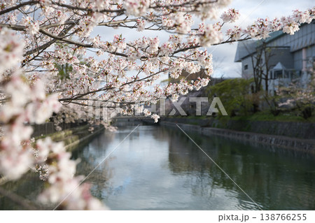 京の春　岡崎エリア疏水と満開の桜12 138766255