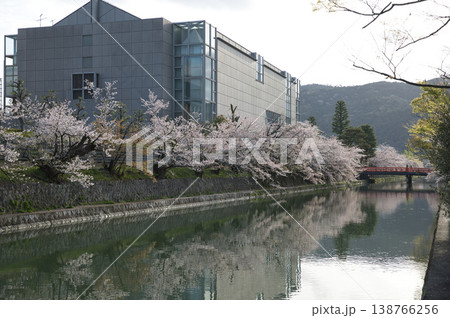 京の春　岡崎エリア疏水と満開の桜14 138766256