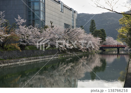 京の春　岡崎エリア疏水と満開の桜16 138766258