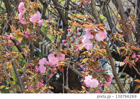八重桜も咲き始めました 八重桜も咲き始めました 138766269