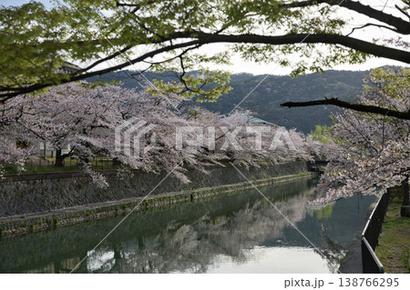 京の春　岡崎エリア疏水と満開の桜20 138766295