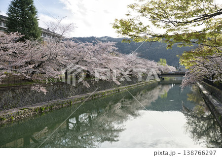京の春 岡崎エリア疏水と満開の桜22 京の春 岡崎エリア疏水と満開の桜22 138766297
