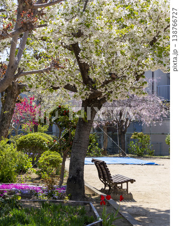 桜が咲く公園の風景 138766727