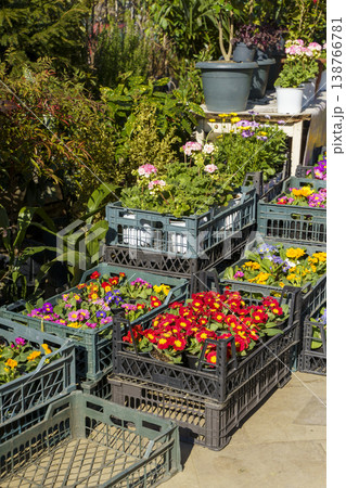 Colorful Potted Flowers in Plastic Crates at Outdoor Market. High quality photo 138766781