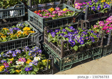 Colorful Potted Flowers in Plastic Crates at Outdoor Market. High quality photo 138766783