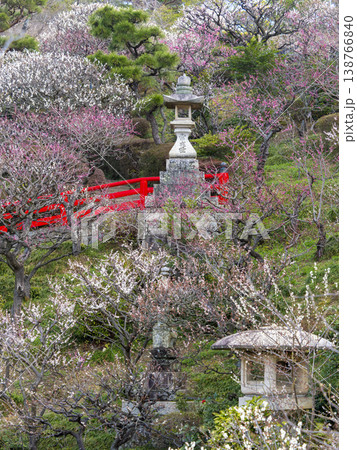 梅が咲く梅園の風景 梅が咲く梅園の風景 138766840