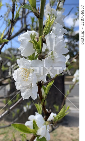 大阪城公園でのハナモモ（カンパク）の花 138766957