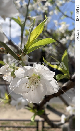 大阪城公園でのハナモモ(カンパク)の花 大阪城公園でのハナモモ(カンパク)の花 138766959
