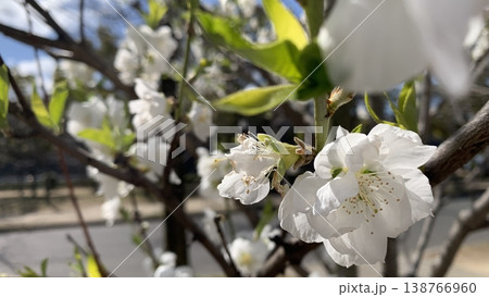 大阪城公園でのハナモモ(カンパク)の花 大阪城公園でのハナモモ(カンパク)の花 138766960