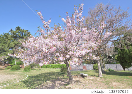 三分葉桜 138767035