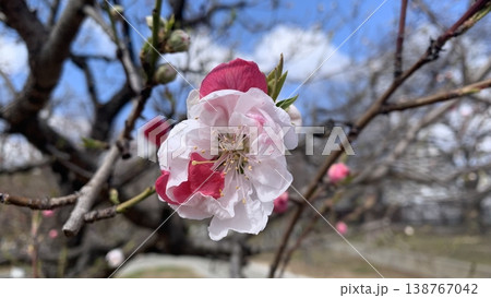 大阪城での源平桃の花 大阪城での源平桃の花 138767042