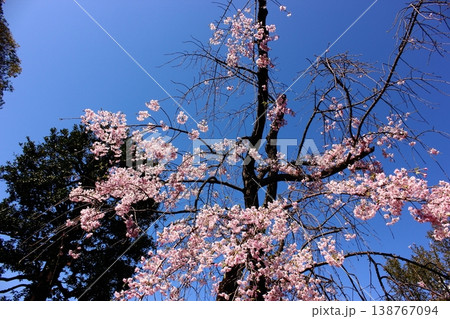 4月上旬に満開になった新井薬師の桜(1) 4月上旬に満開になった新井薬師の桜(1) 138767094