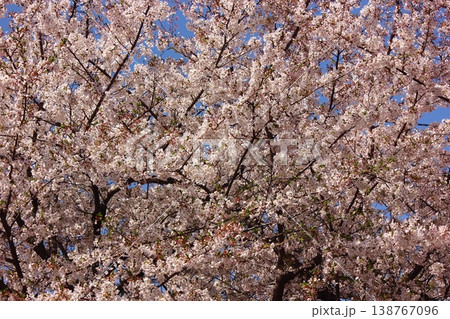 4月上旬に満開になった新井薬師の桜（3） 138767096