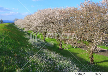 満開の桜並木（大分川） 138767236