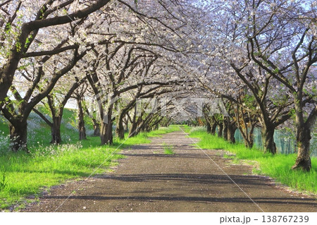 満開の桜並木（大分川） 138767239