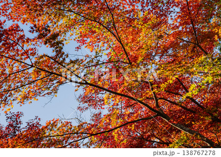 秋の空に映える紅葉 秋の空に映える紅葉 138767278