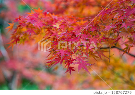 鮮やかな紅葉 138767279