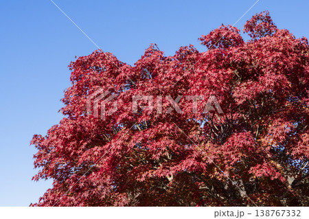 モミジの紅葉 モミジの紅葉 138767332