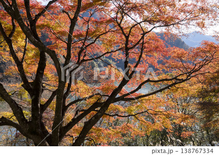 モミジの紅葉 モミジの紅葉 138767334