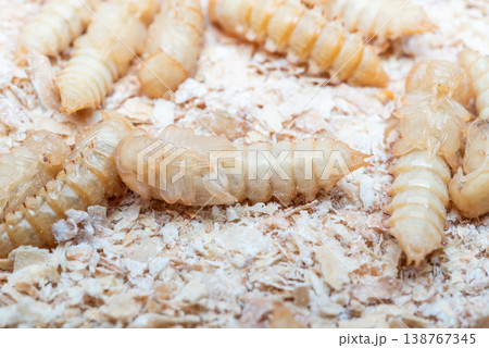 Close up of mealworm larvae on grain substrate showing segmented bodies natural texture insect farming protein source animal feed and sustainable food production concept 138767345