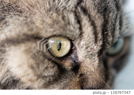 Extreme close up of cat eye with sharp focus showing iris texture fur detail and natural light creating dramatic depth and animal expression with soft background blur Extreme close up of cat eye with sharp focus showing iris texture fur detail and natural light creating dramatic depth and animal expression with soft background blur 138767347
