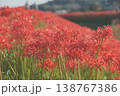 川辺に咲く彼岸花 138767386