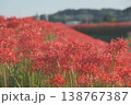 川辺に咲く彼岸花 138767387