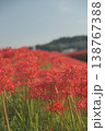 川辺に咲く彼岸花 138767388